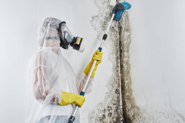Best Attic Mold Removal  in Madera Acres, CA