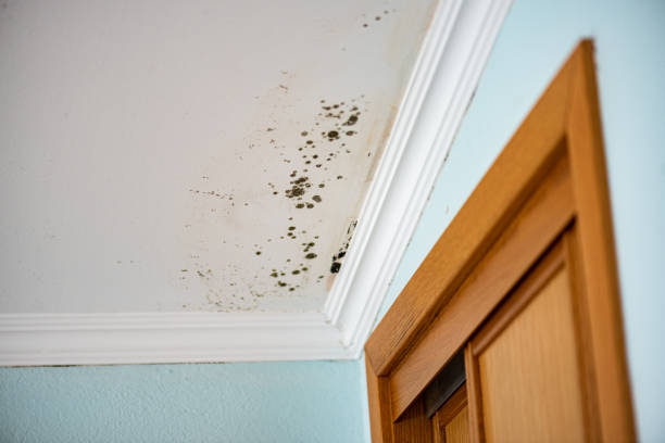 Best Mold Damage Repair  in Madera Acres, CA