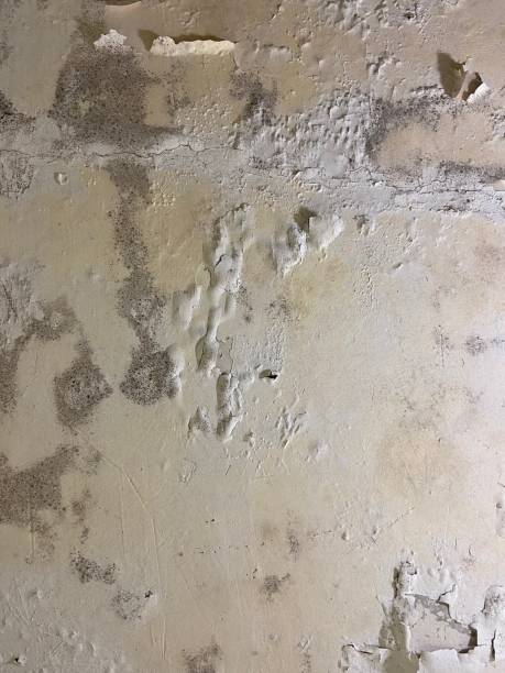 Best Crawl Space Mold Removal  in Madera Acres, CA
