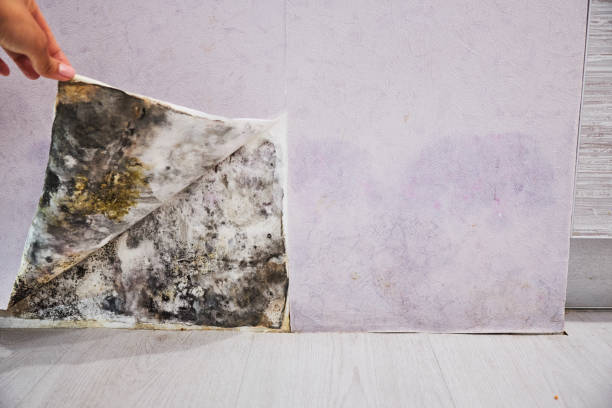 Trusted Madera Acres, CA Mold Removal Experts